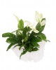 Spatifilyum Barış Çiçeği (Spathiphyllum)